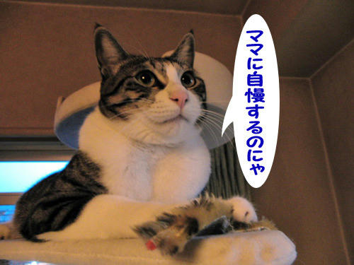 じゃらし8