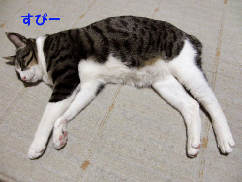 すぴー