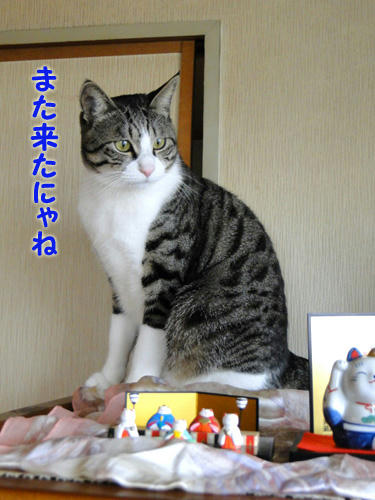 また来たにゃね