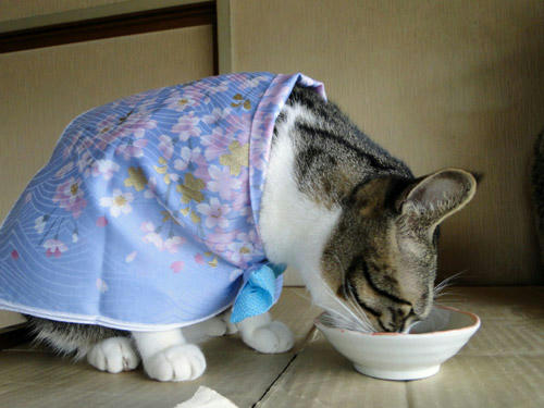 ゴハン