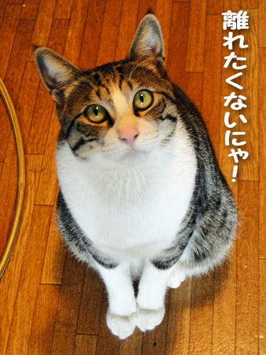 離れたくないにゃ