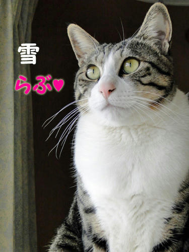 雪 LOVE