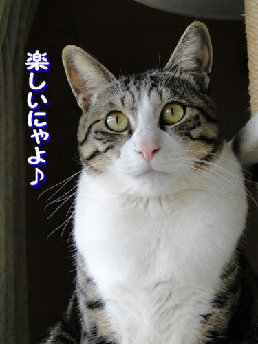 楽しいにゃよ♪