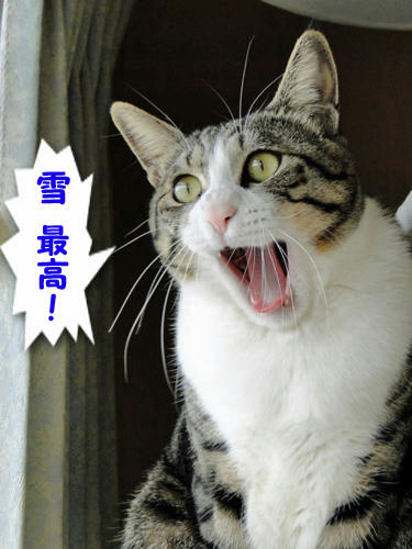雪、最高!