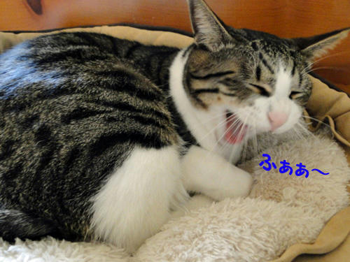 ふあぁぁぁ~~