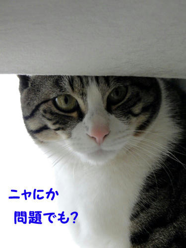 何か問題でも?