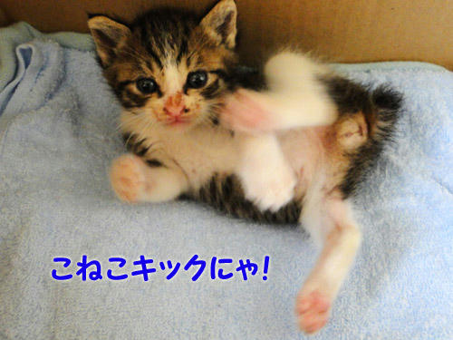 子猫キックにゃ!