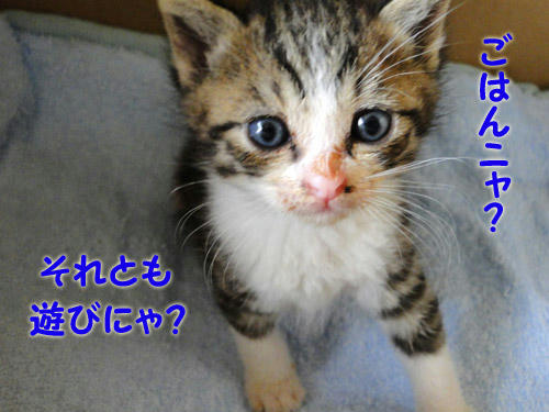 ごはん?あそび?
