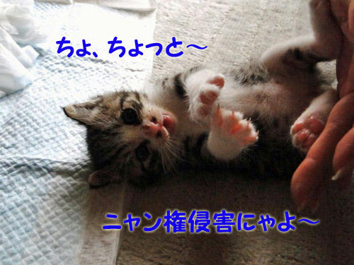 にゃん権侵害にゃ!