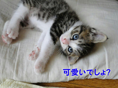 可愛いでしょ?