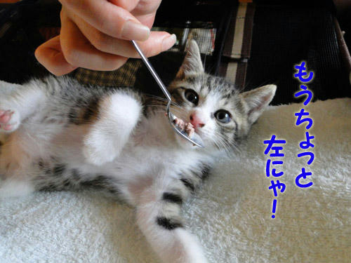 もう少し左にゃ