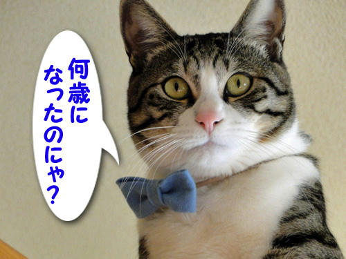 何歳になったニャ?