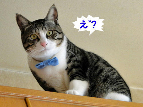 え゛?