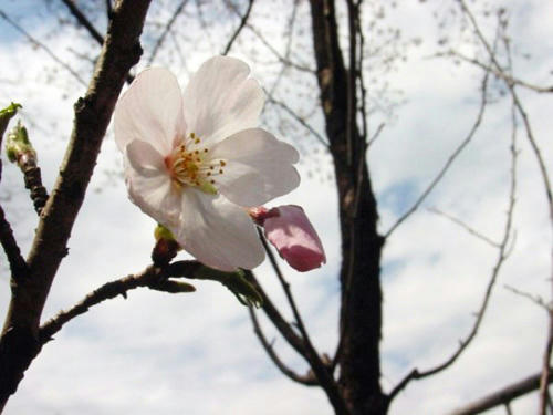 桜