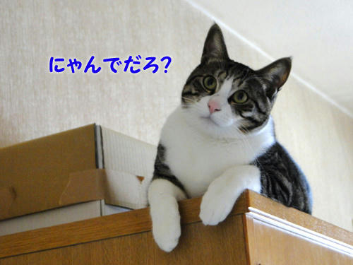 にゃんでだろう?