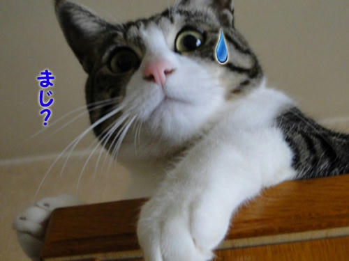 マジ?