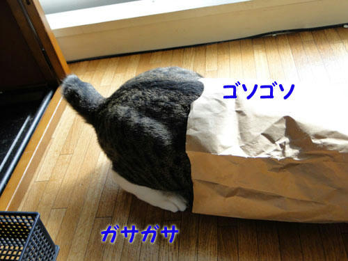 がさがさ