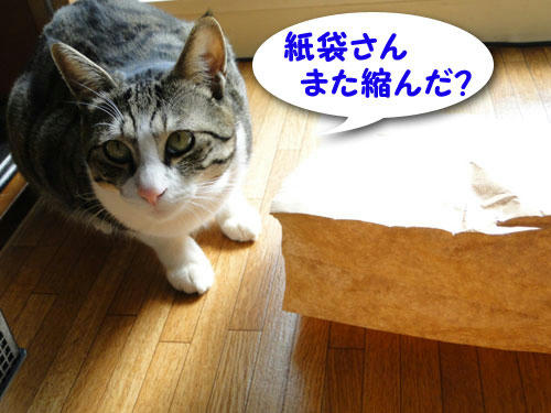 紙袋、縮んだ?