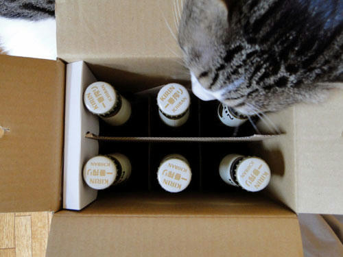 瓶ビール6本