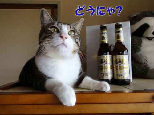 どうにゃ?