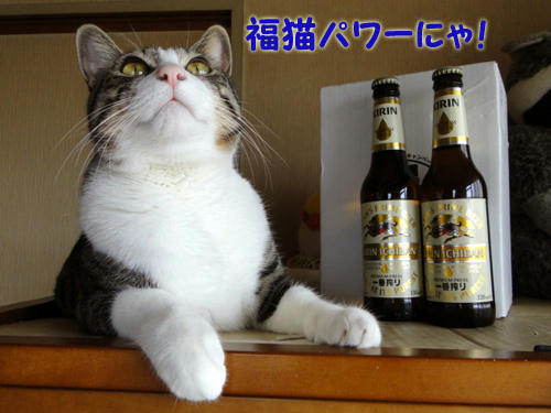福猫パワーにゃ!