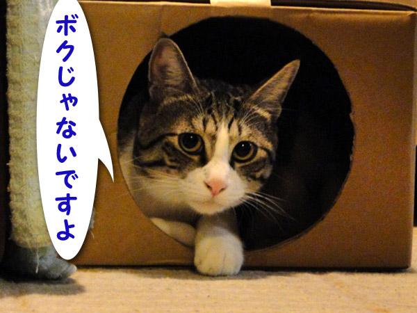 【画像】