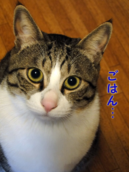 【画像】