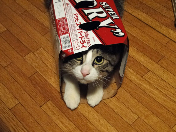 【画像】