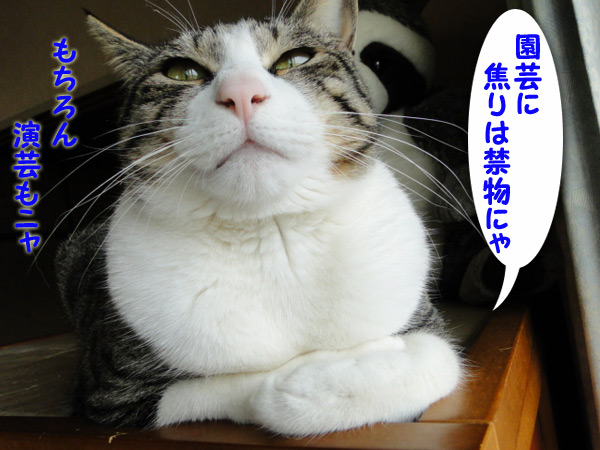 【画像】
