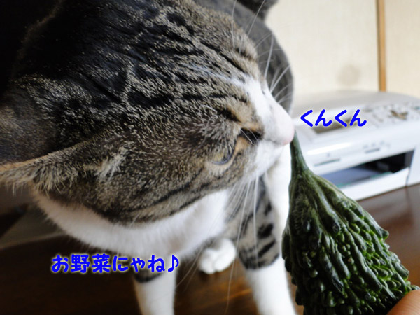【画像】