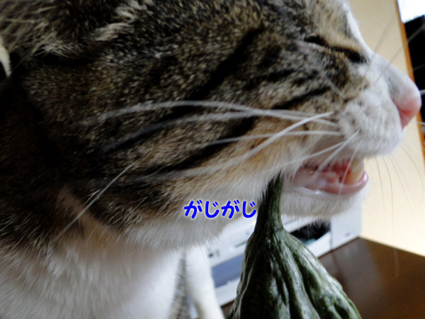 【画像】