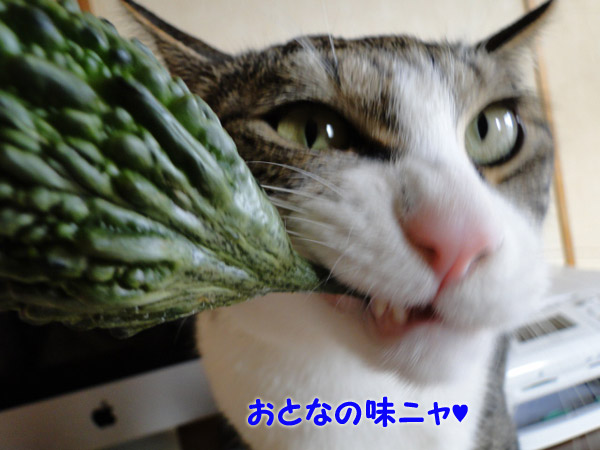 【画像】