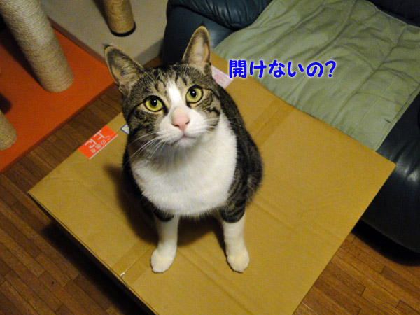 【画像】