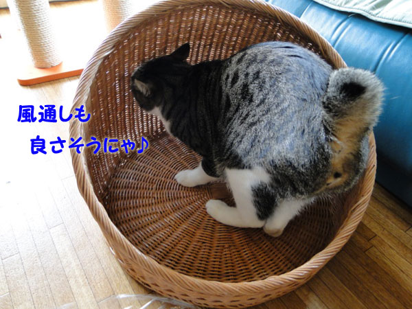 【画像】