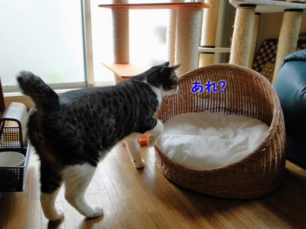 【画像】