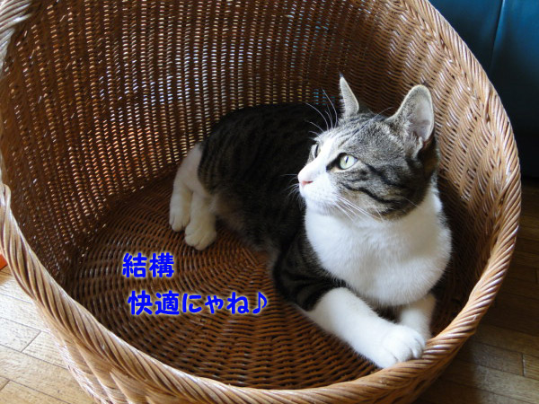 【画像】