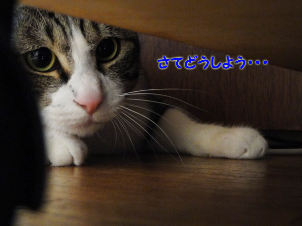 【画像】