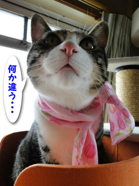 なにかちがう