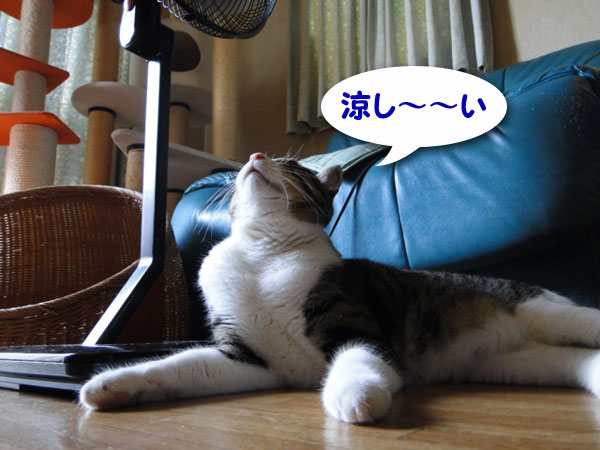 【画像】