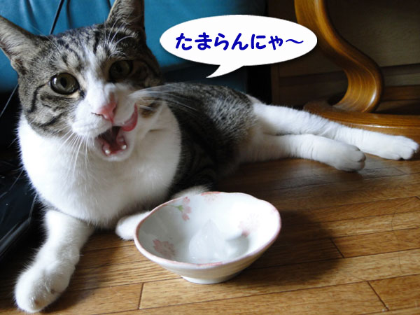 【画像】
