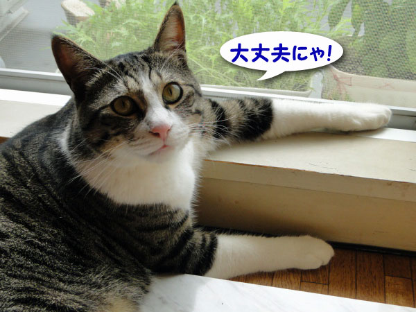 【画像】