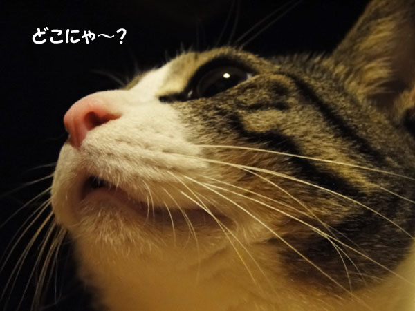 【画像】