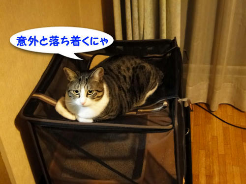 なんだか落ちつくにゃ