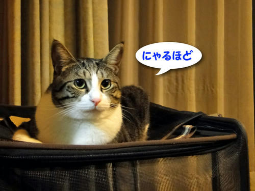 なるほどにゃ