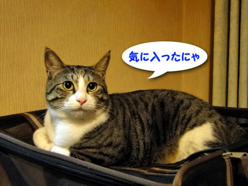 気に入ったニャ