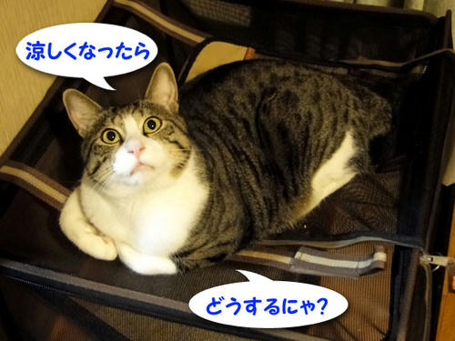 涼しくなったら?