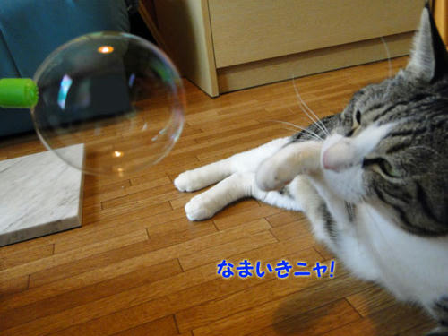 生意気にゃ!