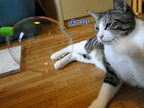 よーし・・・!