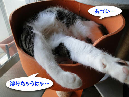 暑くて溶けちゃうにゃ