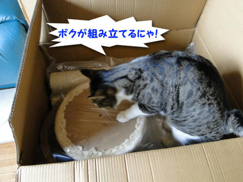 ボクが組み立てるにゃ♪